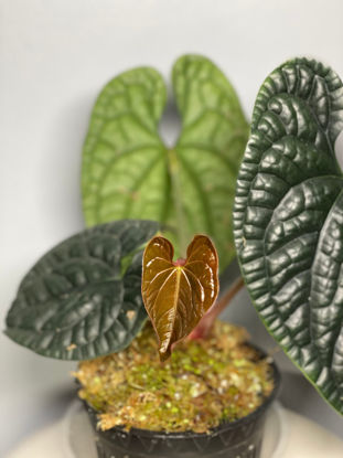 Picture of Anthurium Luxurians