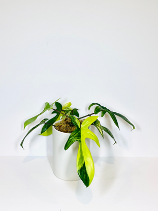 Picture of Philodendron Florida Beauty