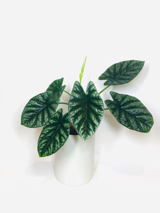 Picture of Alocasia Sinuata