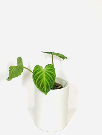 Picture of Philodendron Verrucosum