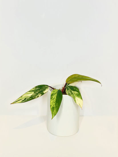 Picture of Philodendron Strawberry Shake