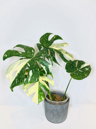 Picture of Monstera Thai Constellation