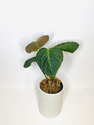 Picture of Philodendron El Choco Red