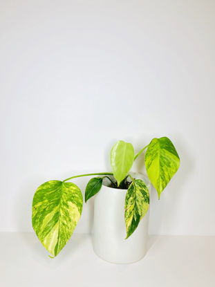 Picture of Variegated Monstera Deliciosa Aurea