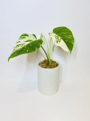 Picture of Veriegated Monstera Deliciosa Albo