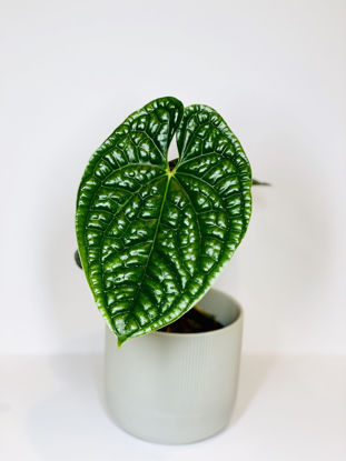 Picture of Anthurium Luxurians